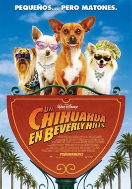 Un chihuahua en Beverly Hills